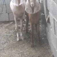 بز آبستن‌ با‌بزغاله