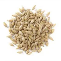 فروش جو دیم