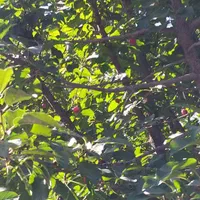 باغ میوه 1000متر با فنس کشی|فروش زمین و ملک کلنگی|گندمان, |دیوار