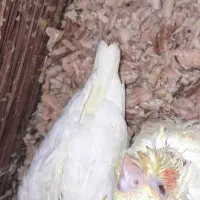 جوجه عروس هلندی لوتینو سرلاکی مناسب برای دستی کردن|پرنده|خمینی‌شهر, |دیوار