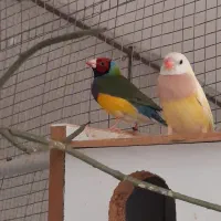 فنچگلدین|پرنده|خورموج, |دیوار