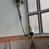 تمام گلها باهم|گل و گیاه طبیعی|مرند, |دیوار