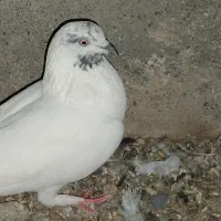 کفتر کلع خال ماده|پرنده|جیرفت, |دیوار