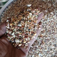 نر پلنگ|پرنده|کرمان, |دیوار