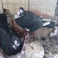 نروماده پلنگ جفت لایی ویه نرسوسکی سیاه