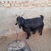 بز آبستن سنگین