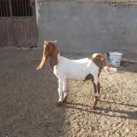 ۳عدد بزغاله*یک عدد بز|حیوانات مزرعه|کاشمر, |دیوار