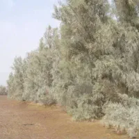 فروش چوب گز