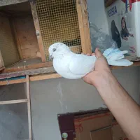 کفتر زیر کت رنگی پاپر گمشده