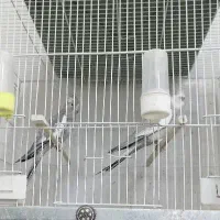 عروس هلندی وایت