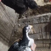 جوجه گلی لری اصل