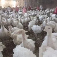 جوجه بوقلمون بیوتی