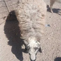 میش و بره|حیوانات مزرعه|سیرجان, |دیوار