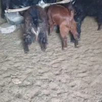 فروش بزغاله پاکستانی ومحلی