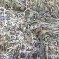 یونجه دیم پرواری