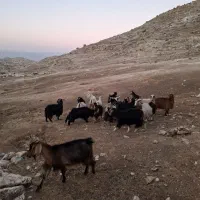 سلام ۲۰ راس بز آبستن جوان