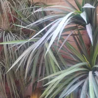 حراج|حراج|اصفهان, عباس‌آباد|دیوار