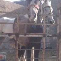 کره اسب نریان