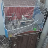 قفس عروس هلندی