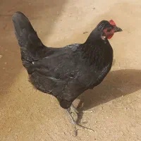 مرغ و خروس|حیوانات مزرعه|سوسنگرد, |دیوار