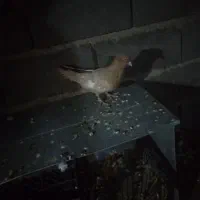 فروش یک جفت سینه زرد