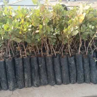 نهال پسته پاییزه|خدمات باغبانی و درختکاری|بیرجند, |دیوار