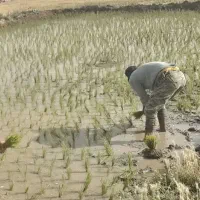 برنج.محلی.محلیه.بروچرد|خوردنی و آشامیدنی|بروجرد, |دیوار