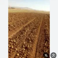 یک هکتار زمین زعفرانی اجاره با آب