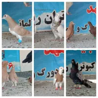 کفتر رنگه و دم سفید