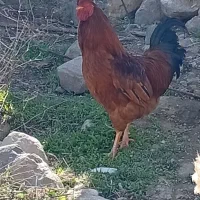 فروش خروس