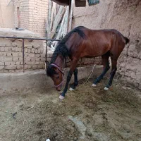 عرب ایرانی|اسب و تجهیزات اسبسواری|تاکستان, |دیوار