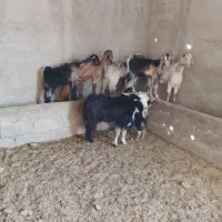 7راس هم بیگ برای فروش