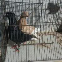 کبوتر دم سفید قیمت مناسب