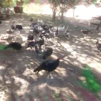 بوقلمون محلی