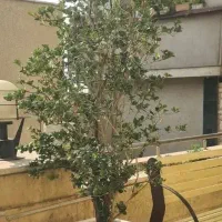 یاس هلندی  جفت با هم ارتفاع ۲.۴۰