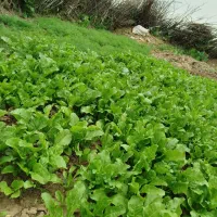 سبزی محلی