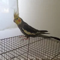 عروس هلندی آقا