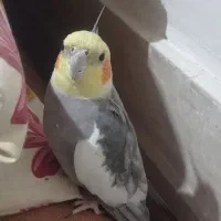 عروس هلندی گم شده|حیوانات|سبزوار, کاشفی شمالی (دادگستری)|دیوار