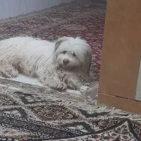 اهواز ملاشیه خیابان کمربندی 4راشدیه