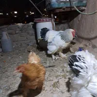 فروش مرغ وخروس برهمالایت