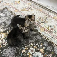 گربه بیریتیش اسکاتیش نر