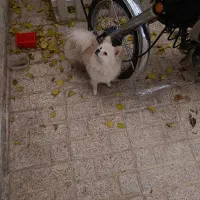 سگ پامرانین