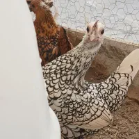 تخم نطفه دار و جوجه ۲۵روزه مرغ و خروس سبرایت|حیوانات مزرعه|الیگودرز, |دیوار