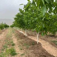 فروش خانه باغ ۲ هکتار  در ساوه|فروش خانه و ویلا|تهران, پاسداران|دیوار