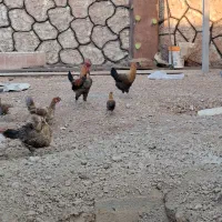 مرغ خروس لری اصل جنوبی|حیوانات مزرعه|اصفهان, براآن شمالی|دیوار