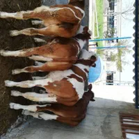 اصیل ترین گوساله هایه سمینتال وارداتی|حیوانات مزرعه|شهرکرد, |دیوار