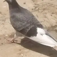 کبوتر|پرنده|اراک, |دیوار