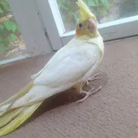 عروس هلندی زرد