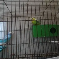 ی جفت مرغ عشق اماده