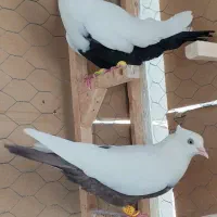 کفتر دمبی نروماده